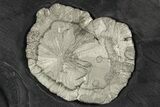 Pyrite Sun on Slate - Sparta, Illinois #348940-1